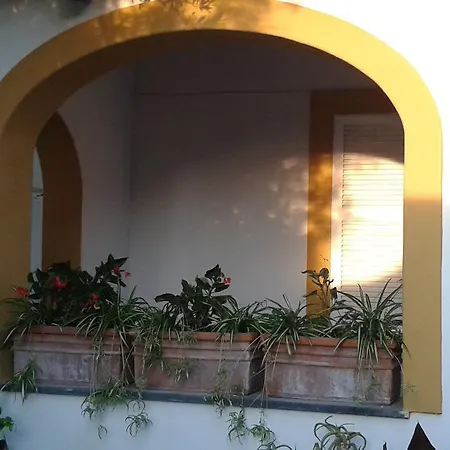 Pitosforo - Ulivo - Cocco بيت للعطل Forio di Ischia