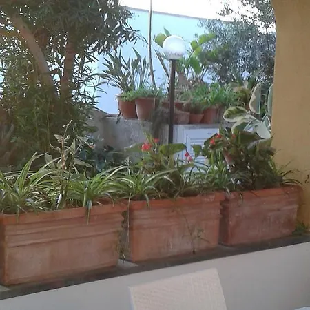 Pitosforo - Ulivo - Cocco بيت للعطل